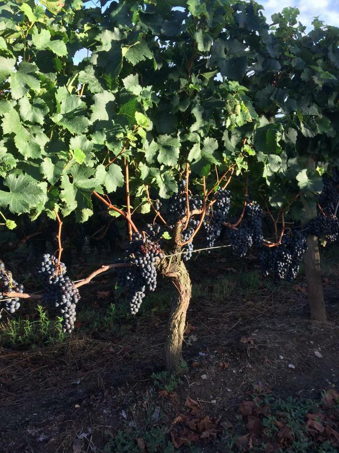 Au Charmant Des Vignes Montagne  Exterior foto